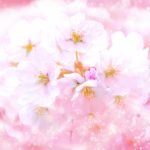 美桜の画像