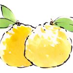 柚の画像