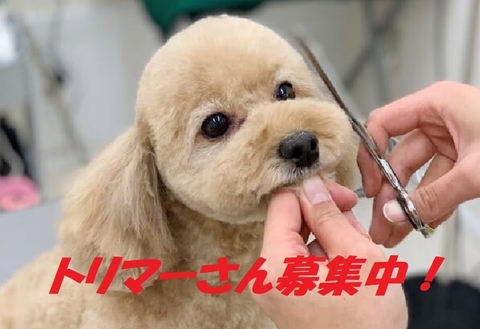 福山愛犬美容師会の仕事のイメージ